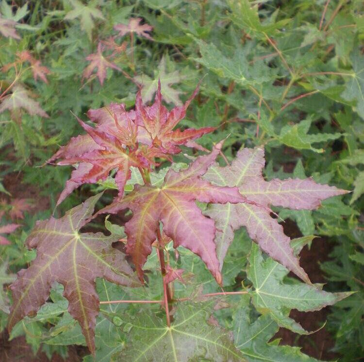 志强园林 五角枫 6cm